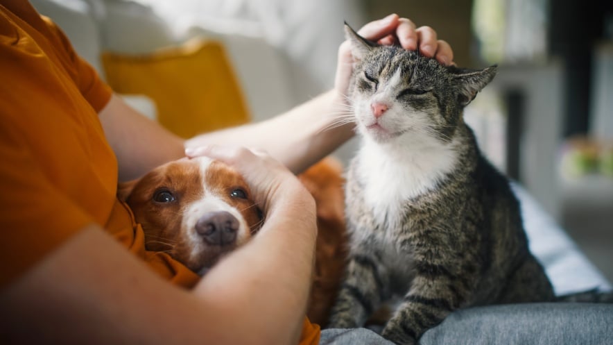 Wills + Probate: Will provisions for pets